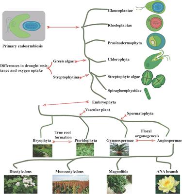 Plant protein-coding gene families: Their origin and evolution